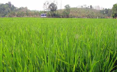 কাপ্তাই হ্রদ জুড়ে বোরো ধানের সমারোহ